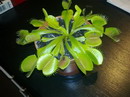 مگس خوار, مگس گیر,گیاه گوشتخوار,ونوس مگس دام,The Venus Fly Trap

